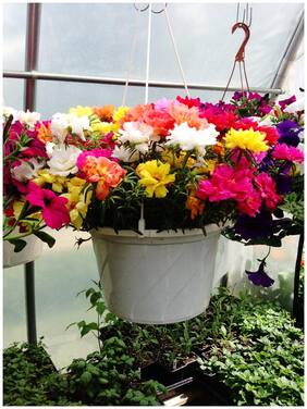 Flower Seeds : Best Succulents For Hanging Pot Flower Seeds For India Plants Seeds For Home Decor Garden [Home Garden Seeds Eco Pack] Plant Seeds By Creative Farmer