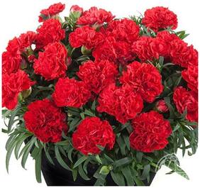 Flower Seeds : Dianthus Flower Pot Variety Plant Seeds Real Blooming Rare Seeds Garden [Home Garden Seeds Eco Pack] Plant Seeds By Creative Farmer