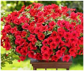 Flower Seeds : Petunia Scarlet Mix Plants Seeds For Mini Pots Garden [Home Garden Seeds Eco Pack] Plant Seeds By Creative Farmer