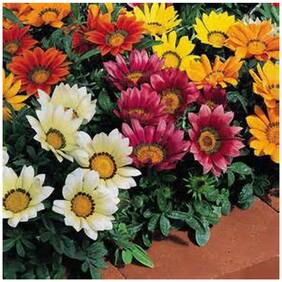 Flower Seeds : Treasure Flower Plants Garden Hedge Seeds Garden [Home Garden Seeds Eco Pack] Plant Seeds By Creative Farmer