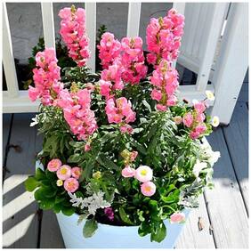 Flower Seeds : Dog Flower Flower Seeds Pots Of Plants Garden [Home Garden Seeds Eco Pack] Plant Seeds By Creative Farmer