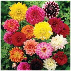 Flower Seeds : Dhalia Yellow Rose And White Mix Suitable For All Climate Garden [Home Garden Seeds Eco Pack] Plant Seeds By Creative Farmer