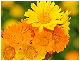 Flower Seeds : Garden Marigold Orange Flower Seeds For India Rooftop Garden [Home Garden Seeds Eco Pack] Plant Seeds By Creative Farmer