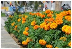 Flower Seeds : African Marigold Seeds Orange Low Maintenance Garden [Home Garden Seeds Eco Pack] Plant Seeds By Creative Farmer