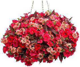 Flower Seeds : Nemesia Orchid Like Flower Flowering Plants Seeds Go Green Garden [Home Garden Seeds Eco Pack] Plant Seeds By Creative Farmer