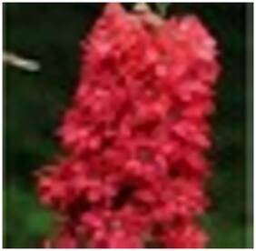 Flower Seeds : Larkspur-Giant Imperial Mix Flower Seeds Packets Garden Plant Seeds For Fence Garden [Home Garden Seeds Eco Pack] Plant Seeds By Creative Farmer