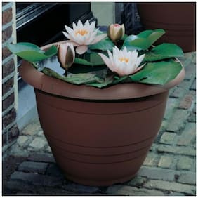 Flower Seeds : Lotus For Pots Dwarf Variety Semi Coloured Flower 15 Seeds- Winter Flower Seeds For Home Garden Garden [Home Garden Seeds Eco Pack] Plant Seeds By Creative Farmer