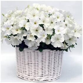 Flower Seeds : White Petunia Type Seeds Garden [Home Garden Seeds Eco Pack] Plant Seeds By Creative Farmer