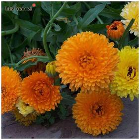 Flower Seeds : Orange Pot Marigold Gulsarfi Flowering Plants Seeds Seasonal Flowering Plants Garden [Home Garden Seeds Eco Pack] Plant Seeds By Creative Farmer