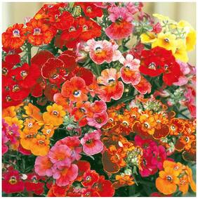 Flower Seeds : Mixed Colour Nemesia Planting Flowers Outdoor Plant Decor Garden [Home Garden Seeds Eco Pack] Plant Seeds By Creative Farmer