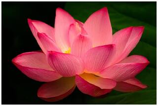 Flower Seeds : Hydroponic Plants Aquatic Plants Lotus 15 Seeds- Seeds For Indian Climate Garden [Home Garden Seeds Eco Pack] Plant Seeds By Creative Farmer