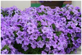 Flower Seeds : Carpet Blue Lace Hybrid Petunia Hybrida Seeds For Railing Planter Garden [Home Garden Seeds Eco Pack] Plant Seeds By Creative Farmer