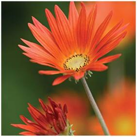 Flower Seeds : Daisy Orange Mixed Seeds Of Flower Plants Garden [Home Garden Seeds Eco Pack] Plant Seeds By Creative Farmer