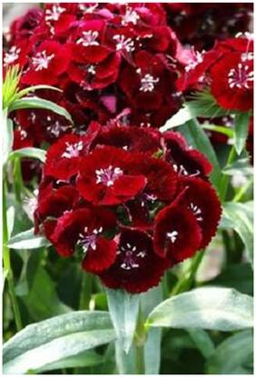 Flower Seeds : Dianthus Seeds Sweet Black Cherry Garden Seeds Flower Seeds Ornamental Rare Color Garden [Home Garden Seeds Eco Pack] Plant Seeds By Creative Farmer