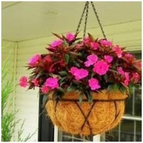 Flower Seeds : Rose Balsam Plant Seeds For Balcony Garden [Home Garden Seeds Eco Pack] Plant Seeds By Creative Farmer