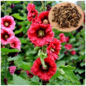 Flower Seeds : Hollyhock Bea Mix Seeds Packet Garden [Home Garden Seeds Eco Pack] Plant Seeds By Creative Farmer