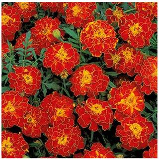 Flower Seeds : French Marigold Bolero Red Flower Seeds - Kitchen Garden Pack by Creative Farmer