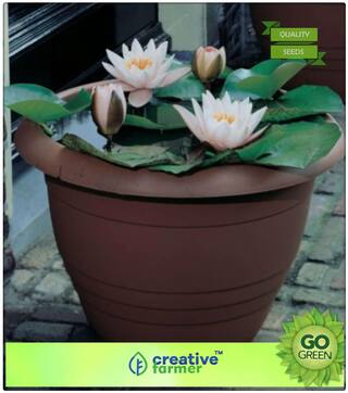 Flower Seeds Offer : Lotus Seeds For Home Garden Premium Kitchen Garden Plant Seeds