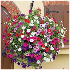 Flower Seeds : Petunia Hanging Mix Roof Garden Garden [Home Garden Seeds Eco Pack] Plant Seeds By Creative Farmer