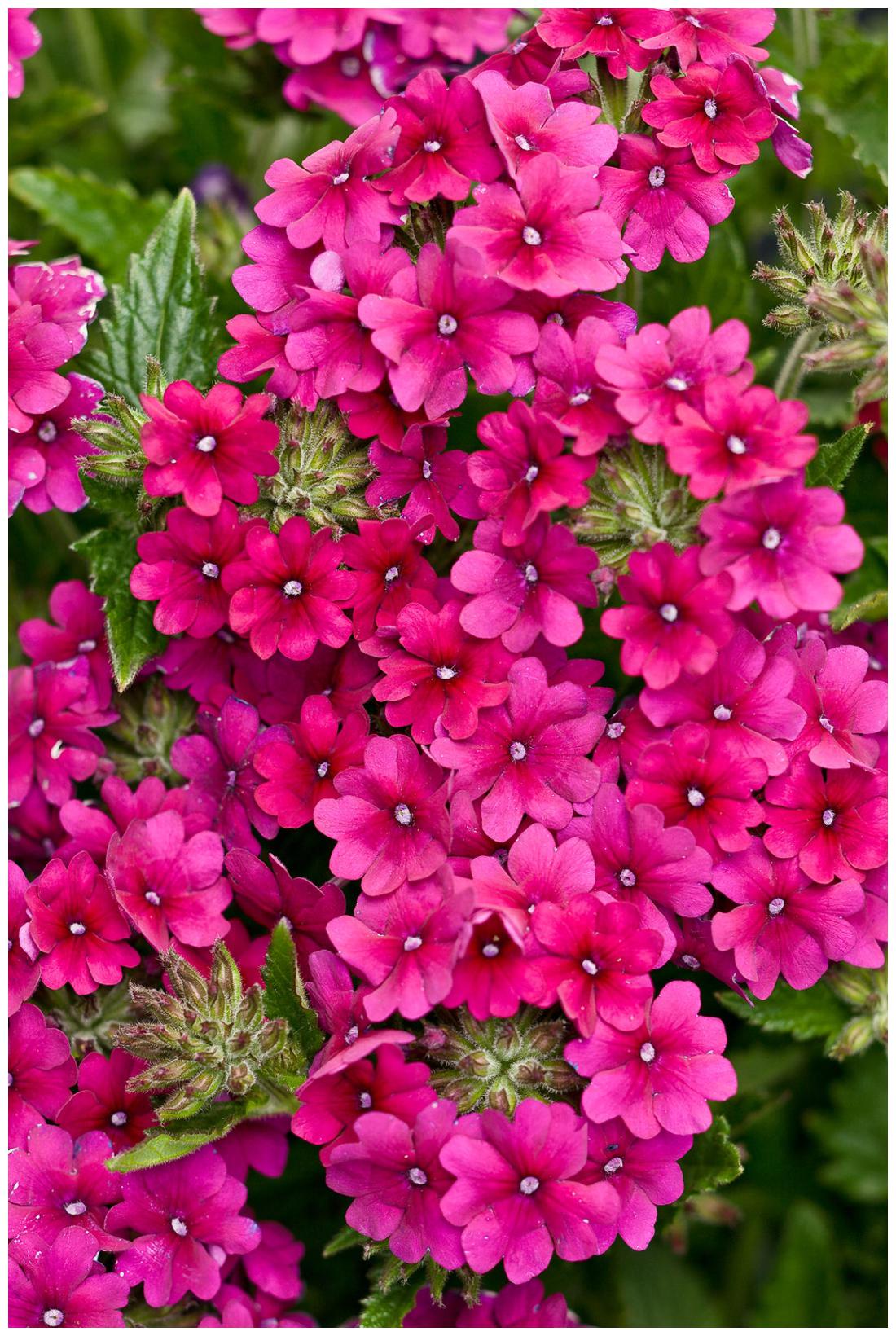 https://assetscdn1.paytm.com/images/catalog/product/H/HO/HOMFLOWER-SEEDSCREA88747F2E55BFE/1563039153605_1..jpg