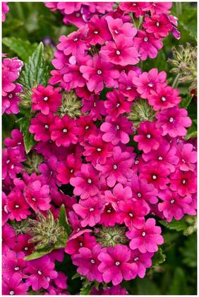 Flower Seeds : Vervain Garden Seeds Winter Flower Seeds For Fence Garden [Home Garden Seeds Eco Pack] Plant Seeds By Creative Farmer