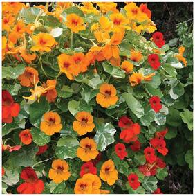 Flower Seeds : Nasturtiums In Containers Seeds Suitable For Terrace Gardening Grow Bag Garden [Home Garden Seeds Eco Pack] Plant Seeds By Creative Farmer