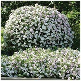 Flower Seeds : White Pure Mix Petunia Organic Garden Garden [Home Garden Seeds Eco Pack] Plant Seeds By Creative Farmer