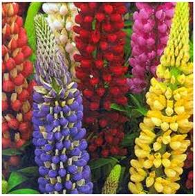 Flower Seeds : Big-Leaved Lupine Seeds Path Hedge Garden Garden [Home Garden Seeds Eco Pack] Plant Seeds By Creative Farmer