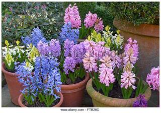 Flower Seeds : Delphinium X Cultorum Magic Fountain Seeds For Kitchen Garden Plant Seeds Garden [Home Garden Seeds Eco Pack] Plant Seeds By Creative Farmer