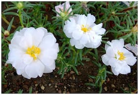 Flower Seeds : Time Flower Plant Garden Seeds Plants Seeds For Mini Pots Garden [Home Garden Seeds Eco Pack] Plant Seeds By Creative Farmer