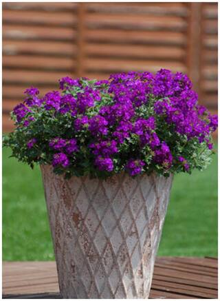 Flower Seeds : Mosquito Plant(Mosquito Repellent) Blue Flower Garden Flower Seeds Garden [Home Garden Seeds Eco Pack] Plant Seeds By Creative Farmer