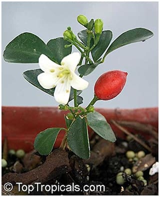 Flower Seeds : Small;White;Scented Flowers Jasmine Seeds - 10 Seeds by Creative Farmer