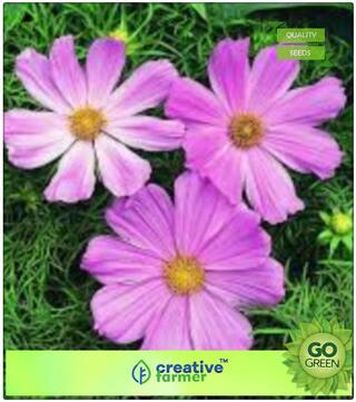 Flower Seeds Home : Cosmos Scrub Flower Seeds Premium Kitchen Garden Plant Seeds