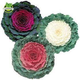 Flower Seeds : Ornamental Cabbage Garden Seeds Of Flowers Kitchen Garden Seeds Garden [Home Garden Seeds Eco Pack] Plant Seeds By Creative Farmer