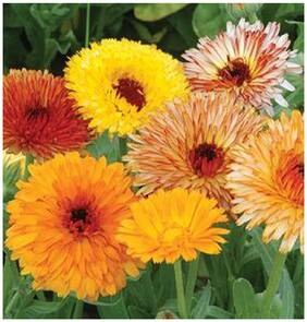 Flower Seeds : Calendula-Extra Orange Double Flower Seeds Farm Seeds Seeds Flowers Garden [Home Garden Seeds Eco Pack] Plant Seeds By Creative Farmer
