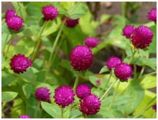 Flower Seeds : Gway Swan Gomphrena Flower Seeds Of Winter Season Flower Seeds For All Season Garden [Home Garden Seeds Eco Pack] Plant Seeds By Creative Farmer