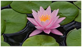 Flower Seeds : Indian Lotus Pink Flower Nelumbo Nucifera Kamal/Sacred Water Lily 15 Seeds- Plants Seeds For Mini Pots Garden [Home Garden Seeds Eco Pack] Plant Seeds By Creative Farmer