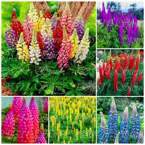 Flower Seeds : Lupin-Pixie Delight Dwarf Seeds Sweet Smelling Garden [Home Garden Seeds Eco Pack] Plant Seeds By Creative Farmer