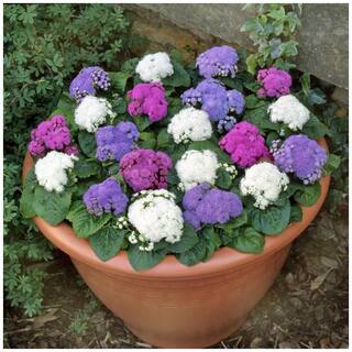 Flower Seeds : Ageratum Balls Mix Flower Seeds For India Plants Seeds Decorative Garden [Home Garden Seeds Eco Pack] Plant Seeds By Creative Farmer