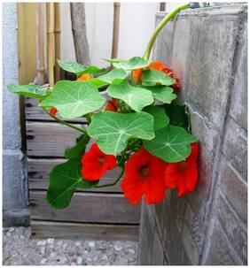 Flower Seeds : Nasturtium Succulent Type Plant Flower Seeds For Basket Climber Flower Plants- Seasonal Flowering Plants Garden [Home Garden Seeds Eco Pack] Plant Seeds By Creative Farmer