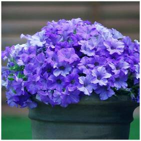 Flower Seeds : Petunia-Royal Blue For Nursery Plant (Seeds) Garden [Home Garden Seeds Eco Pack] Plant Seeds By Creative Farmer
