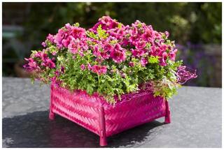 Flower Seeds : Schizanthus Mixed Bucket Mix Garden Seeds Of Flowers Real Blooming Rare Seeds Garden [Home Garden Seeds Eco Pack] Plant Seeds By Creative Farmer