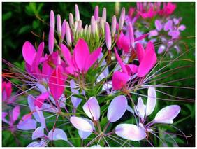 Flower Seeds : Cleome Hassleriana Hanging Flower Seeds Mixed Colour Seeds Garden [Home Garden Seeds Eco Pack] Plant Seeds By Creative Farmer