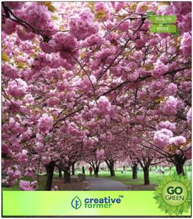 Flower Tree Seeds : Flowering Plant Cherry Seeds Premium Kitchen Garden Plant Seeds