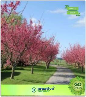 Flower Tree Seeds : Tree Seeds Sour Cherry - Flowering Plants Premium Kitchen Garden Plant Seeds