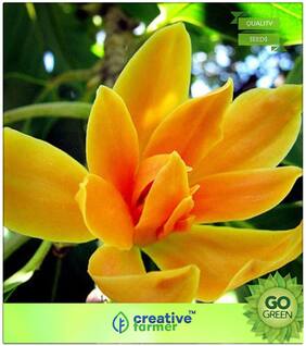 Flower Tree Seeds : Michelia Rheedei Premium Kitchen Garden Plant Seeds