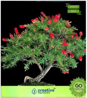 Flower Tree Seeds : Australian Bottle Brush Premium Kitchen Garden Plant Seeds