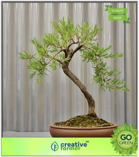 Flower Tree Seeds : Australian Bottle Brush Premium Kitchen Garden Plant Seeds