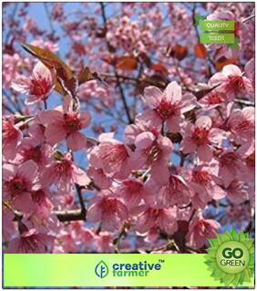 Flower Tree Seeds : Ornamental Tree Seeds Prunus Puddum - Flowering Tree Premium Kitchen Garden Plant Seeds