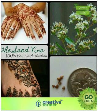 Flower Tree Seeds : Henna Mehandi Dye Plant Lawsonia Inermis Tattoo Flower Premium Kitchen Garden Plant Seeds